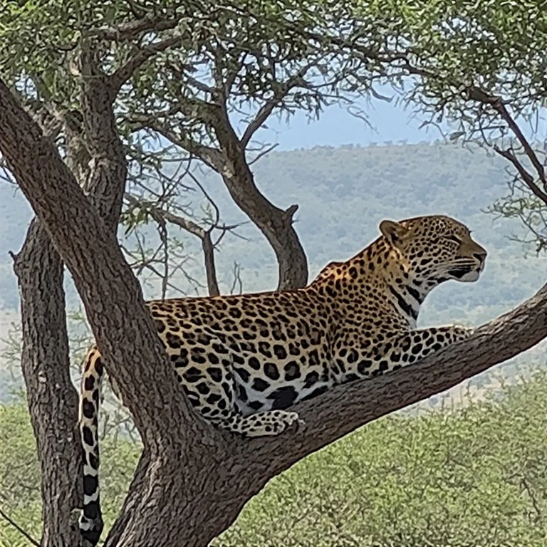 Leopard resting on a tree in Kenya